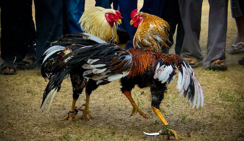 Bộ lông gà đá được tắm nắng giúp chắc khỏe và bền màu