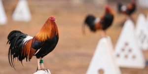 Gà Đá Đòn Độc – Chiến Kê Tung Cú Đá Chí Mạng Tại Jun88