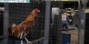 Những Trại Gà Đá Nổi Tiếng Nhất Việt Nam Hợp Tác Cùng Jun88