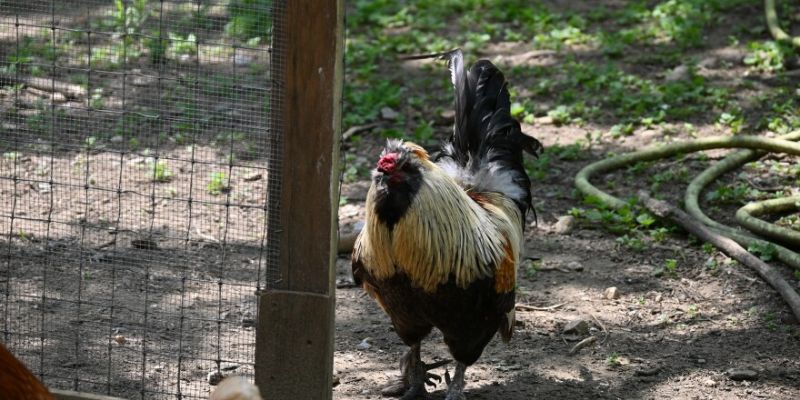 Thuốc chính hãng có tem hologram và hóa đơn nhập khẩu