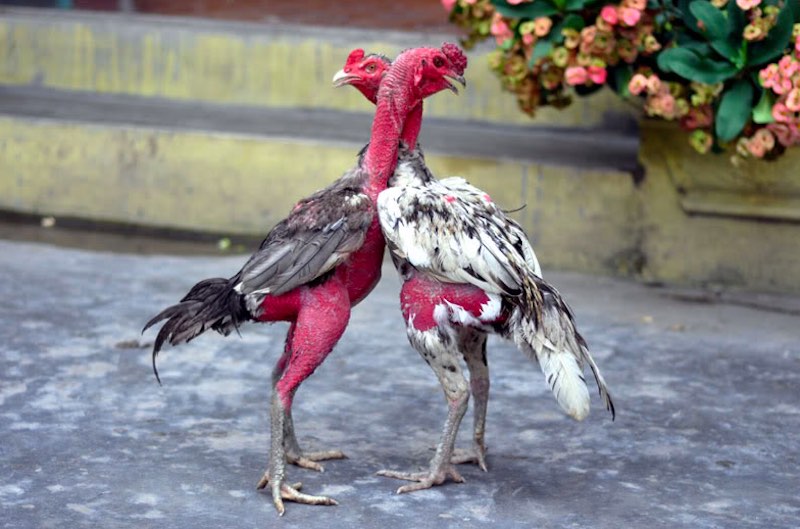 Hiểu đúng nguyên nhân để biết cách nuôi gà đá không chạy